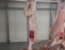 fat tail sheep